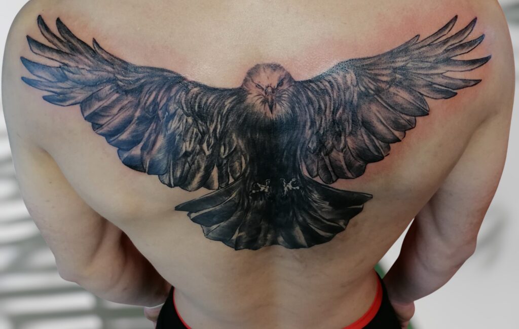 Corbeau aigle dos Evan